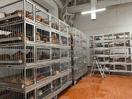 DC Poultry Market