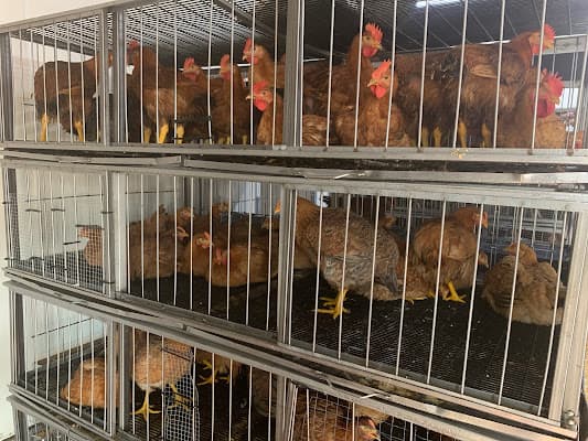 Live Poultry Market