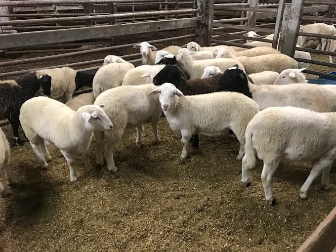 Mecca Halal Meats Inc