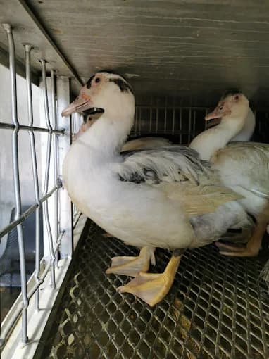 Photo of Jamaica Live Poultry Corp