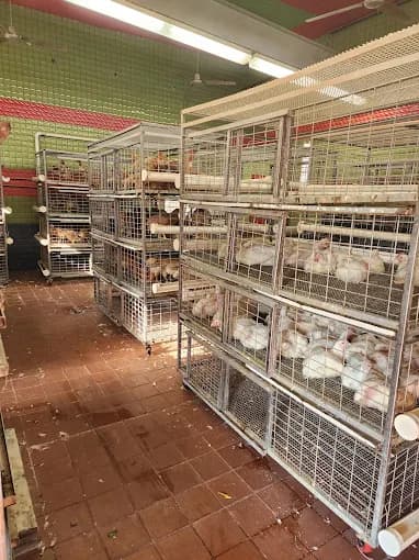 Photo of American Halal Live Poultry