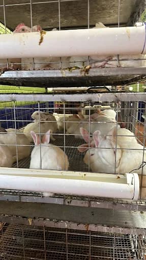 Photo of American Halal Live Poultry