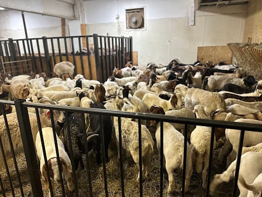 Madinah Custom Halal Meat