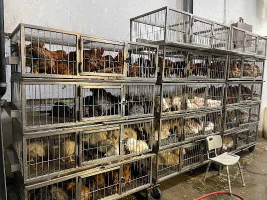 Al-Noor Live Poultry