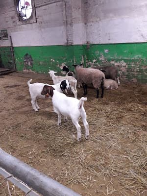 Madani Halal Poultry