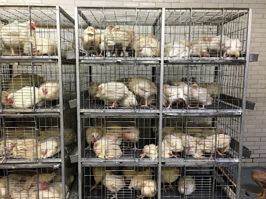 Astoria Live Poultry