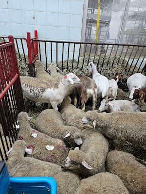 Beit Almaqdis Live Poultry