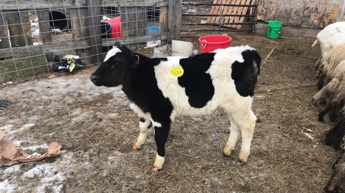 Photo of Midwest Zabiha Halal Slaughterhouse