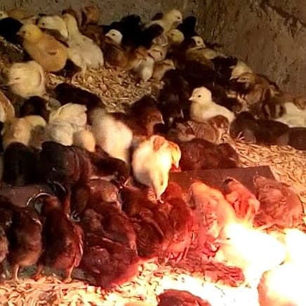 Photo of Senat Poultry